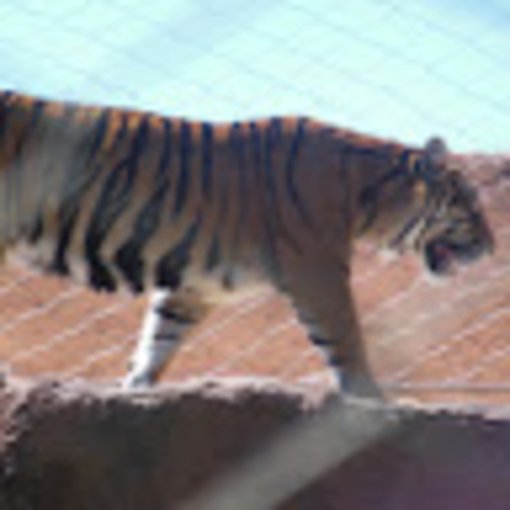 Meet your Posher, Shelly